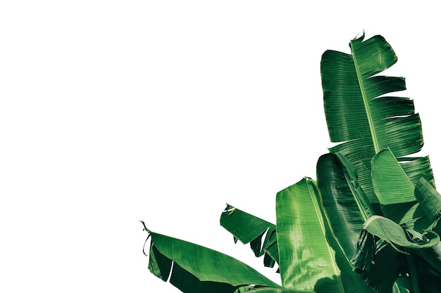 grünes Bananenblatt auf weißem Hintergrund