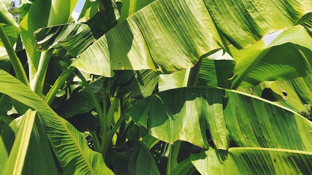 Grünes Bananenblatt in der Natur Bananenblatt