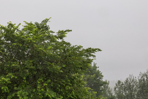 Grünes Baumblatt unter Sommerregen Nahaufnahme mit Telephoto