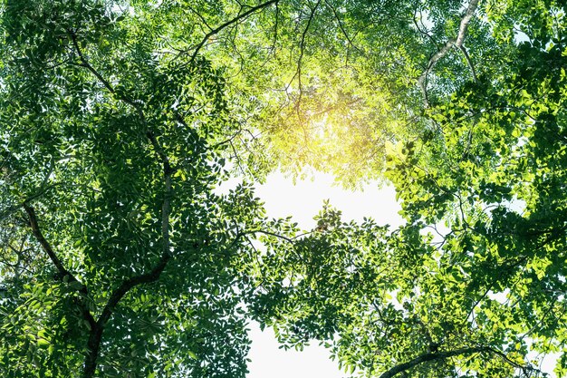 grünes Blatt am Baum mit Sonnenschein