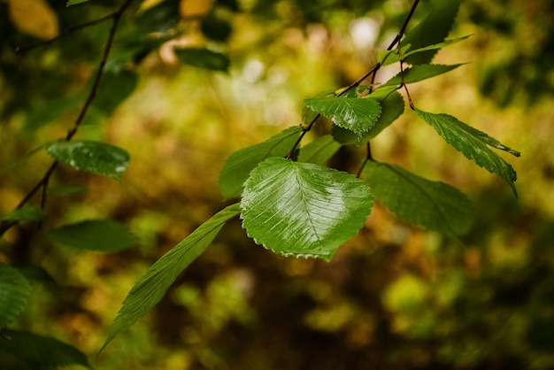 Grünes Blatt auf Ast auf vergilbtem Herbsthintergrund