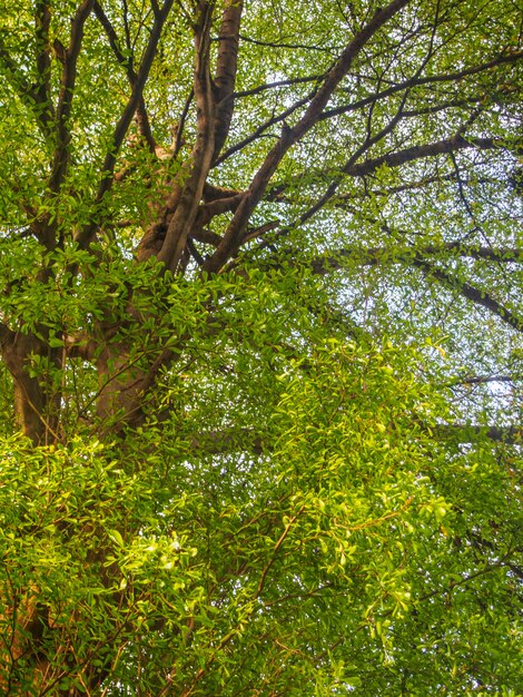 Grünes Blatt auf Baumast für Hintergrund