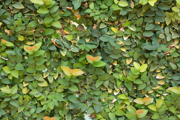 Grünes Blatt auf dem Boden