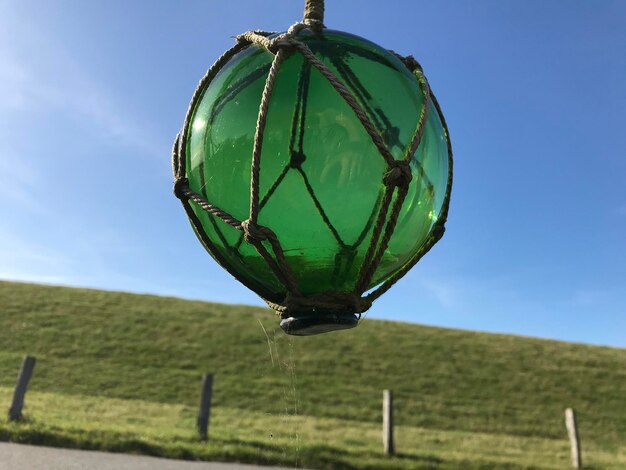 Foto grünes blatt auf dem feld gegen den blauen himmel