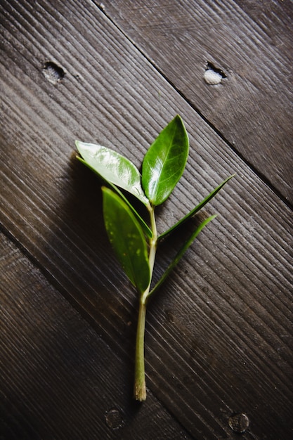 Grünes Blatt auf einem hölzernen Hintergrund