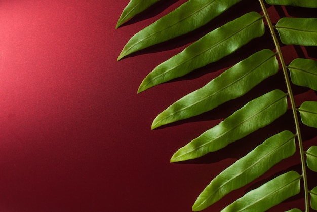 Grünes Blatt auf rotem Hintergrund - Bild