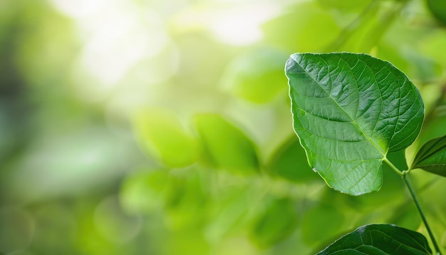 Grünes Blatt auf verschwommenem Hintergrund