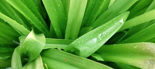 grünes Blatt-, Blumen- und Gemüsebild