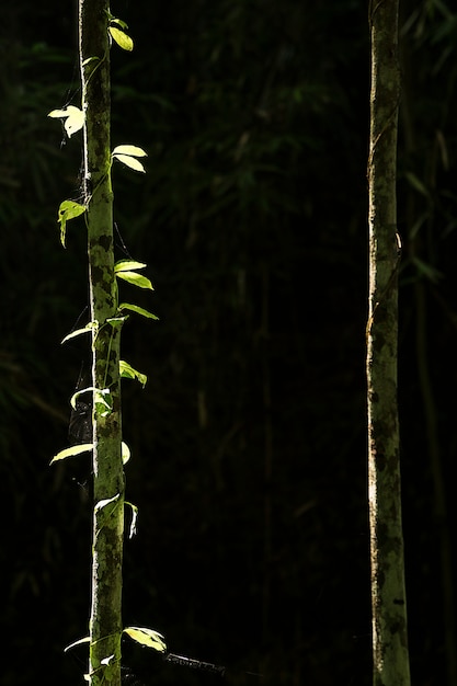 Grünes Blatt, das auf die Art zum Wasserfall, der tropische Waldpflanze, immergrüne Rebe auf schwarzem Hintergrund wächst.