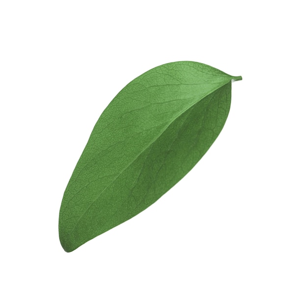 Grünes Blatt der Ficus Elastica-Pflanze isoliert auf weiß