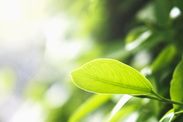 Grünes Blatt der Nahaufnahme in der Natur mit Sonnenschein