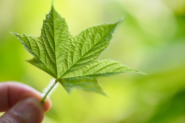 Grünes Blatt der Natur schön an Hand mit Sonnenlichtweichzeichnung und grünem Unschärfehintergrund