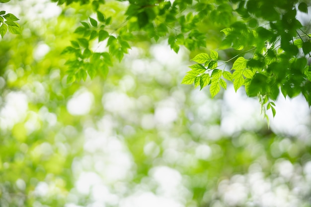 Grünes Blatt der Naturansicht auf unscharfem Grünhintergrund.