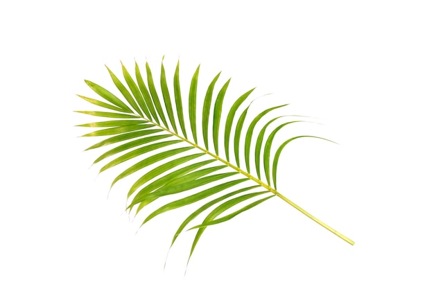 Grünes Blatt der Palme auf weißem Hintergrund