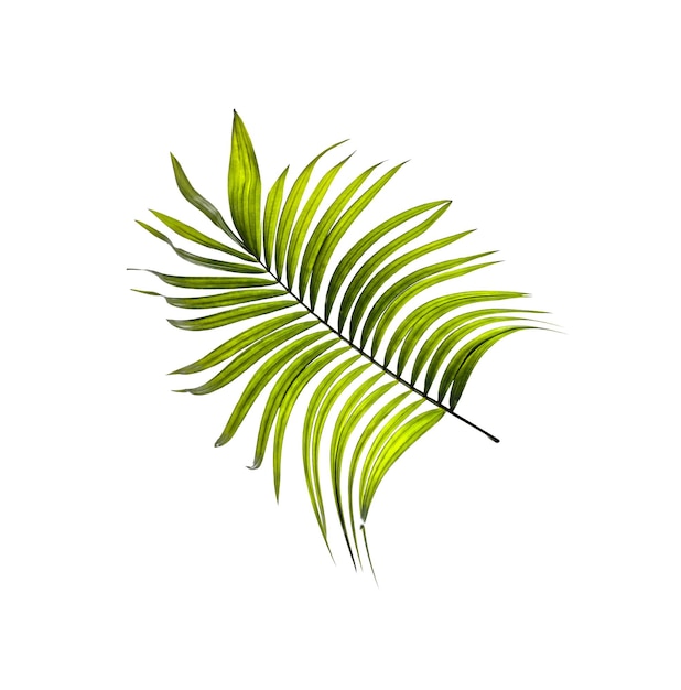 Grünes Blatt der Palme auf weißem Hintergrund