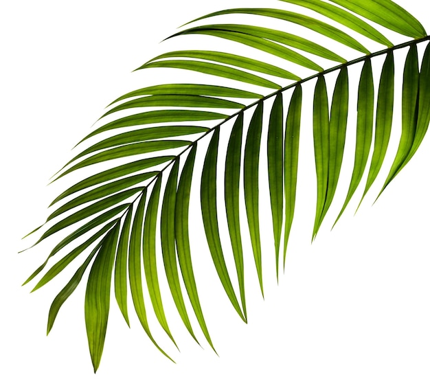 Grünes Blatt der Palme auf weißem Hintergrund