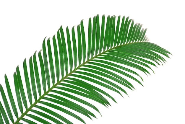 Foto grünes blatt der sago-palme, isoliert auf weißem