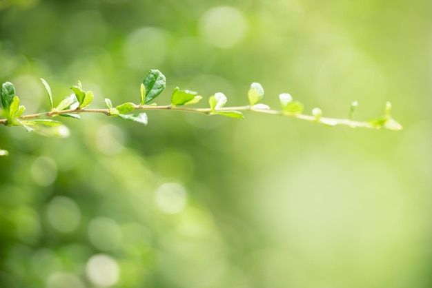 Grünes Blatt der schönen Naturansicht auf unscharfem grünem Hintergrund unter Sonnenlicht mit bokeh und Kopienraum unter Verwendung des natürlichen Pflanzenlandschaftsökologie-Tapetenkonzepts des Hintergrundes