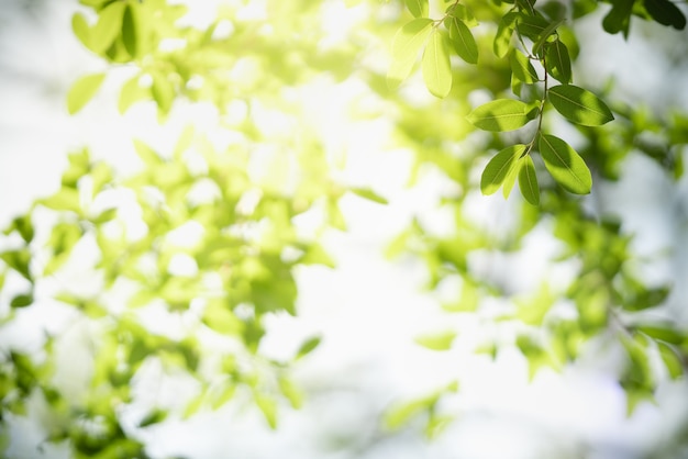 Grünes Blatt der schönen Naturansicht auf unscharfer grüner Oberfläche unter Sonnenlicht mit Bokeh und Kopienraum
