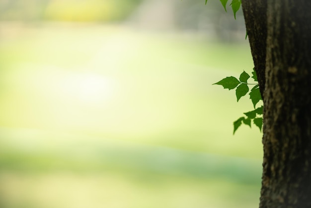 Grünes Blatt der schönen Naturansicht mit Baumstamm auf unscharfem grünem Hintergrund unter Sonnenlicht