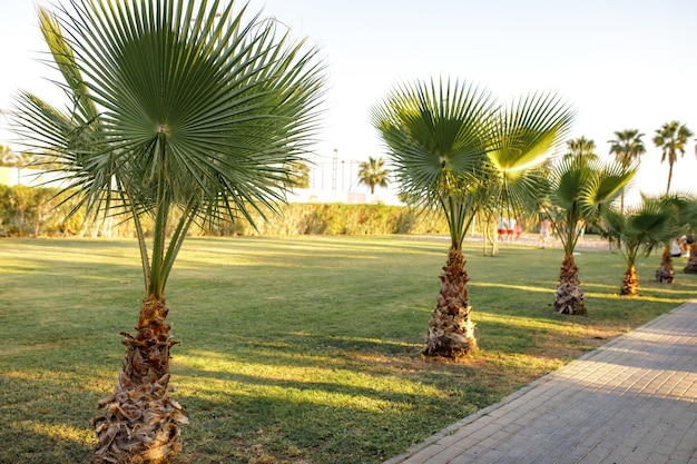 Grünes Blatt des Palmenhintergrundes