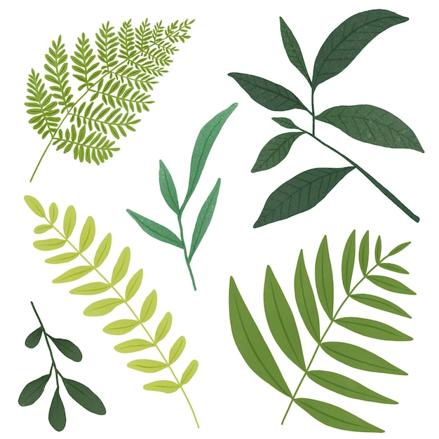 Grünes Blatt-Design-Element-Set durchsichtiges png