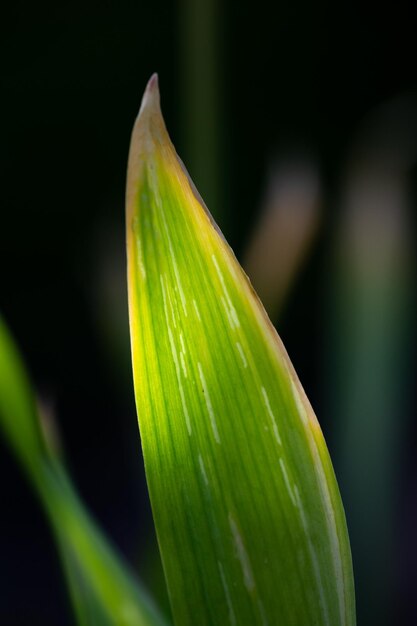 Grünes Blatt einer Gartenpflanze im Sonnenlicht Makrofotografie Die Textur des Blattes an einem sonnigen Tag