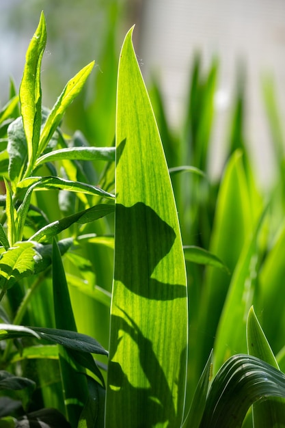 Grünes Blatt einer Gartenpflanze im Sonnenlicht Makrofotografie Die Textur eines saftigen Blattes