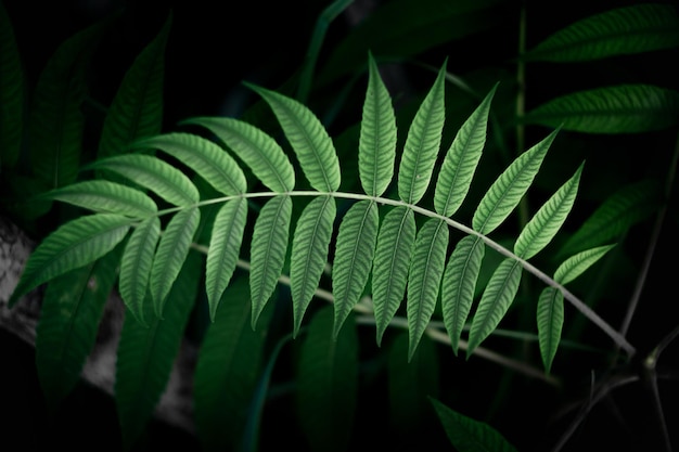 grünes Blatt eines Baumes im Wald