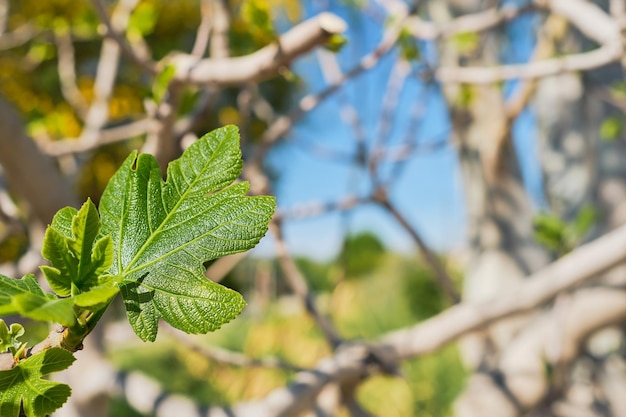 Grünes Blatt eines Feigenbaums gegen einen blauen Himmel und Äste mit jungen Frühlingsblättern eine Idee für eine Postkarte oder einen Hintergrund Frühlingsferien in der Ägäis