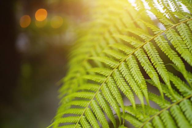 Grünes Blatt herein am Sommerhintergrund