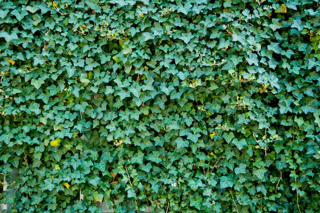 grünes Blatt Hintergrund. Blätter