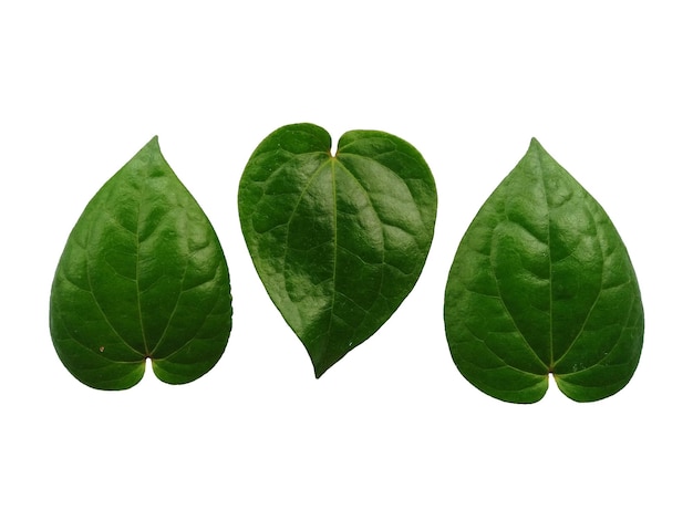 Grünes Blatt Hintergrund Herzförmige grüne Blätter Grünes Betelblatt lokalisiert auf weißem Hintergrund