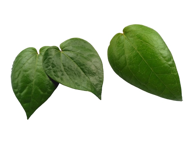 Grünes Blatt Hintergrund Herzförmige grüne Blätter Grünes Betelblatt lokalisiert auf weißem Hintergrund