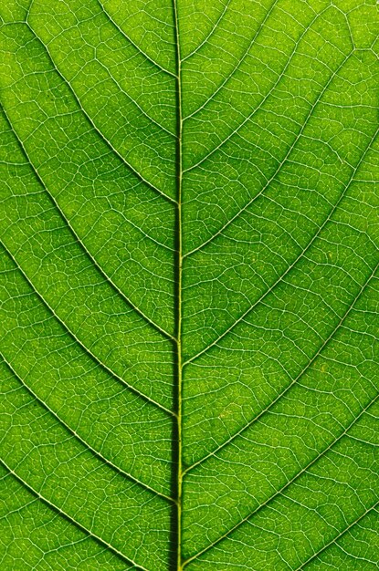 Grünes Blatt Hintergrundtextur Makro