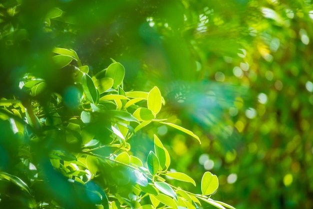 Grünes Blatt im Garten mit Bokeh-Hintergrund pflanzen