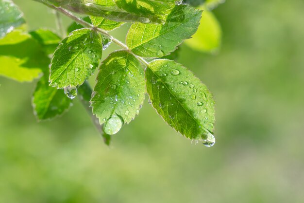 Grünes Blatt im Sommer auf Natur mit Regentropfen