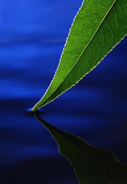 grünes Blatt im Wasser