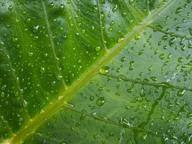 Grünes Blatt in Nahaufnahme mit Wassertropfen an einem regnerischen Tag als natürlicher Hintergrund