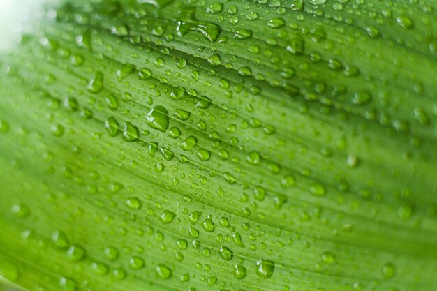 Grünes Blatt in Wassertropfen