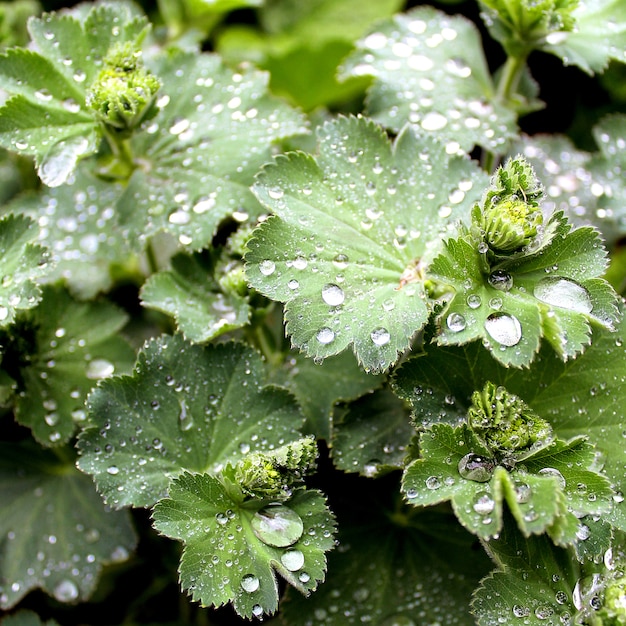 Grünes Blatt lässt Regensommer fallen