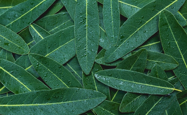 Grünes Blatt Makro. Grüne frische Pflanzen schließen oben für Hintergrund