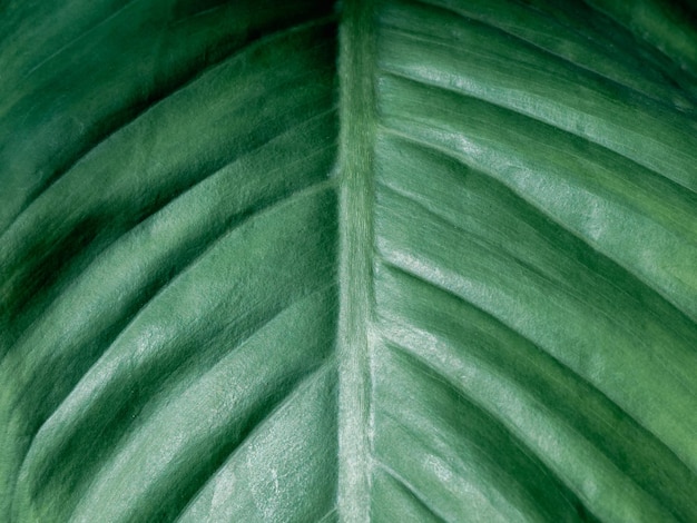 grünes Blatt Makro Nahaufnahme Textur