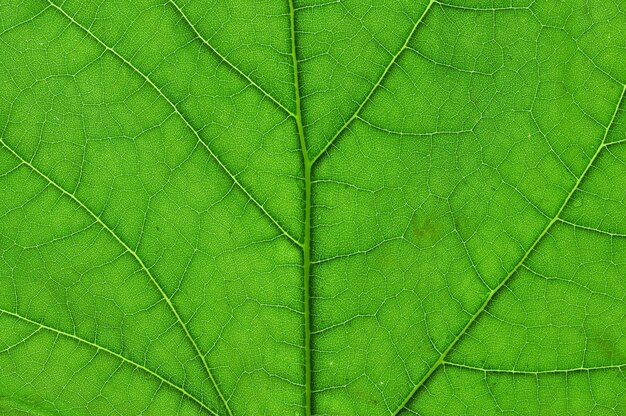 Foto grünes blatt makro