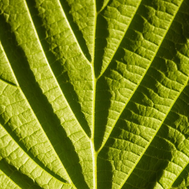 Grünes Blatt Makro