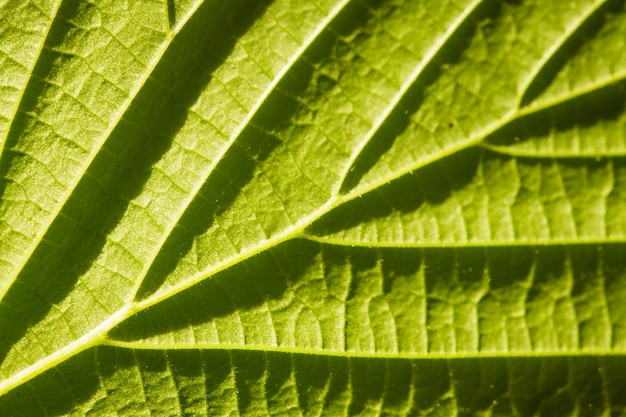 Grünes Blatt Makro