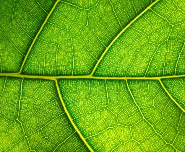 Grünes Blatt Makro