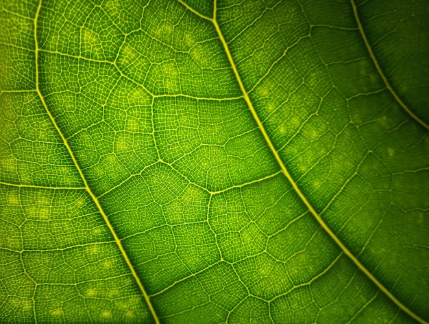 Grünes Blatt Makro