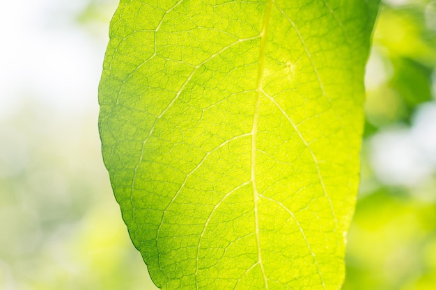 Foto grünes blatt makroblatttextur grüne blattstruktur