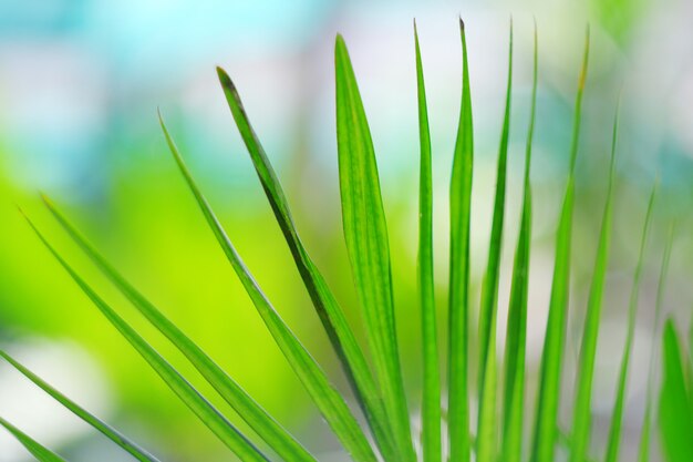 Grünes Blatt mit bokeh Lichtnatur